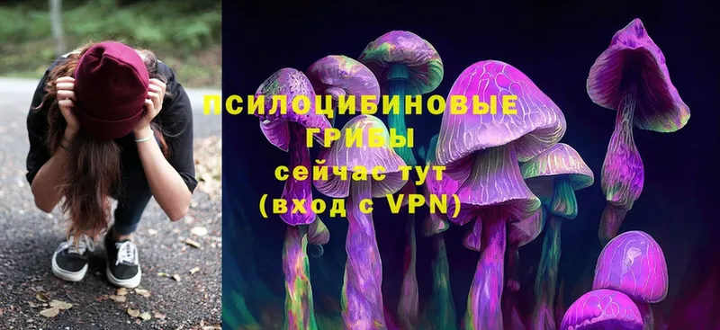 Псилоцибиновые грибы Psilocybe  блэк спрут ссылки  Инза 